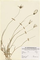 藏品(孟仁草)的圖片